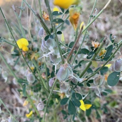 Crotalaria microcarpa