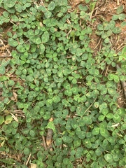 Trifolium repens
