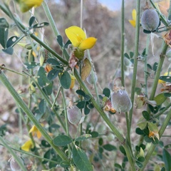 Crotalaria microcarpa