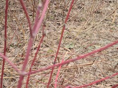 Cornus alba