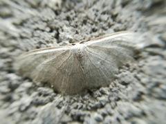Scopula frigidaria