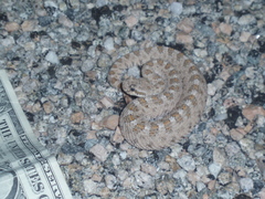 Crotalus cerastes laterorepens