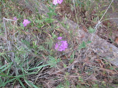 Phlox drummondii