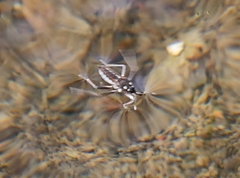 Plesiovelia