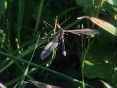 Tipula vernalis
