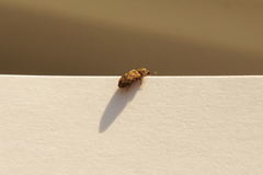 Synchita undata