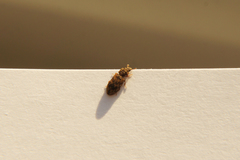 Synchita undata