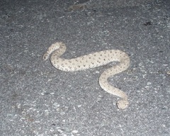 Crotalus cerastes laterorepens
