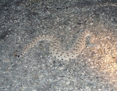 Crotalus cerastes laterorepens