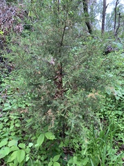 Juniperus virginiana