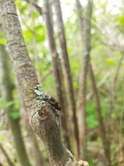 Selatosomus suckleyi