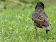 Sturnus vulgaris