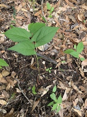 Endodeca serpentaria