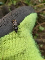 Selatosomus suckleyi