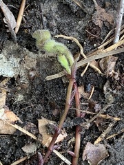 Endodeca serpentaria