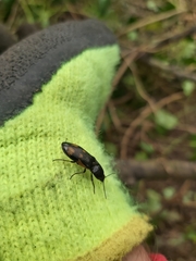 Selatosomus suckleyi