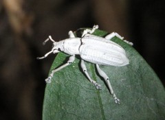 Compsus nigropunctatus