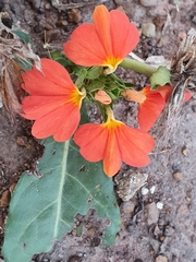Crossandra mucronata