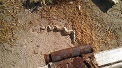 Crotalus cerastes laterorepens