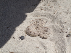 Crotalus cerastes laterorepens