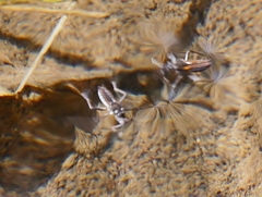 Plesiovelia