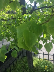 Tilia