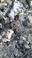 Macroprotodon brevis