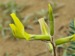 Astragalus longipetalus