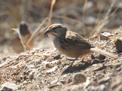 Rhynchospiza strigiceps