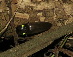 Pyrophorus noctilucus