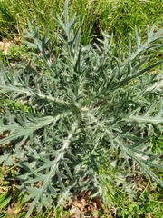 Cirsium eriophorum