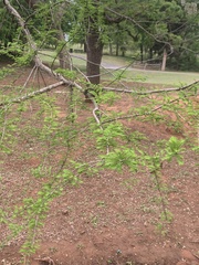 Taxodium distichum