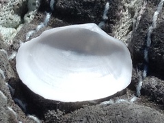 Psammotreta brevifrons