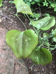 Smilax