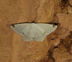 Sericoptera mahometaria