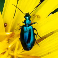 Lebia