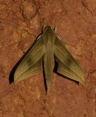 Xylophanes libya