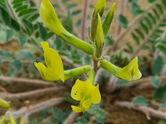 Astragalus longipetalus