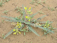 Astragalus longipetalus