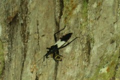 Microtomus luctuosus