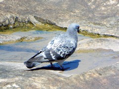 Columba livia