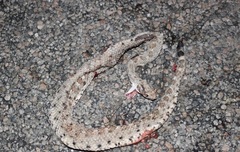 Crotalus cerastes laterorepens