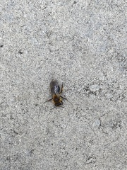 Andrena dunningi
