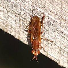 Elgiva solicita