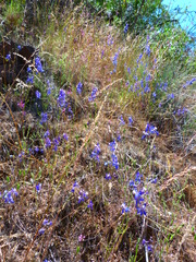 Delphinium parryi