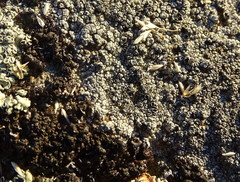 Poa glauca