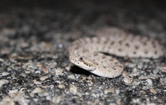 Crotalus cerastes laterorepens