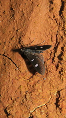 Desmia deploralis