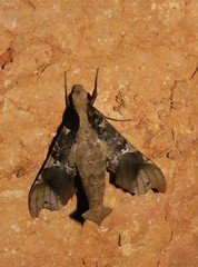 Callionima denticulata