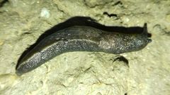 Tandonia budapestensis